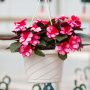 New Guinea Impatiens – Super Sonic Sweet Cherry – 8″ Hanging Basket